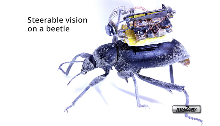 Researcher Create a Tiny Camera Backpack for Beetles ...