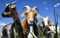 Goat meat market demand in Nepal
